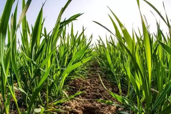 濉1808小麦种生育期情况(濉1808全生育期225.7天)?插图3 濉1808小麦种生育期情况(濉1808全生育期225.7天)?插图3