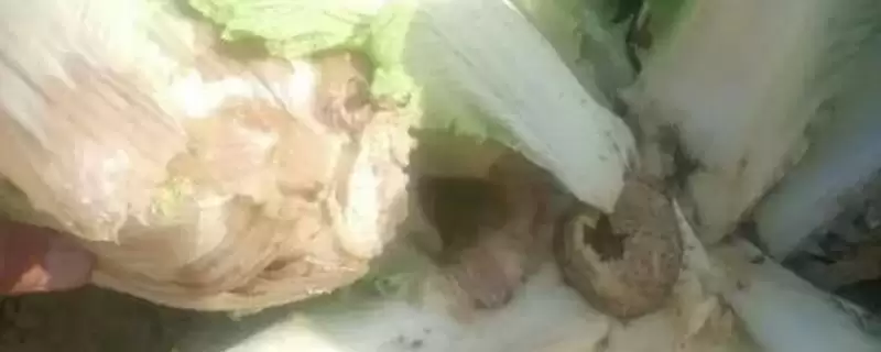 大白菜根腐病的防治用药(大白菜根腐病用什么药剂,可使用多菌灵、恶霉灵、咯菌腈等)?插图 大白菜根腐病的防治用药(大白菜根腐病用什么药剂,可使用多菌灵、恶霉灵、咯菌腈等)?插图