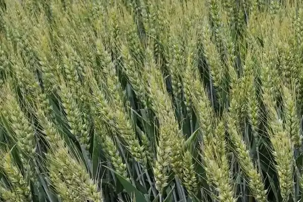 天益科麦8号小麦品种基本苗情况(天益科麦8号每亩适宜基本苗14万-22万)？插图2