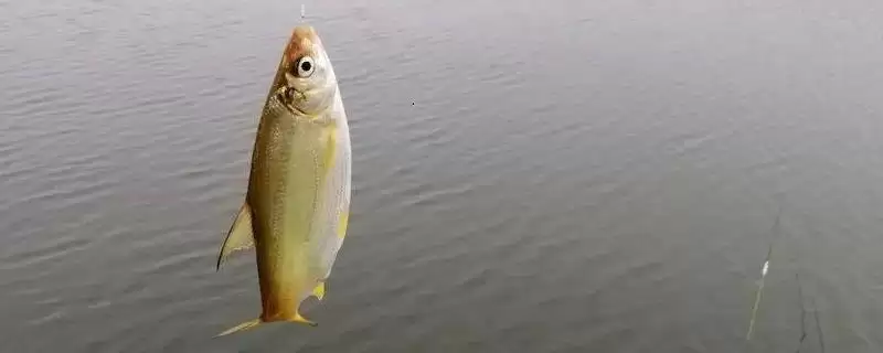 钓黄尾鱼上鱼快方法及主流钓法介绍(怎么钓黄尾鱼上鱼快及主流钓法介绍)？-会东网