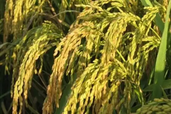 吉粳821水稻种子作为粳型常规水稻品种详情(吉粳821水稻种子粳型常规品种详情)？插图1