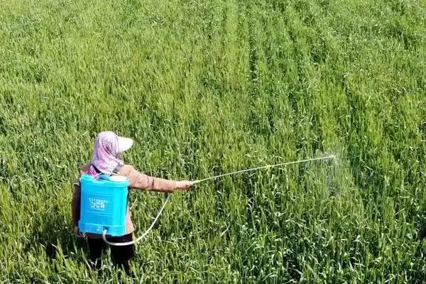 烯草酮使用效果最佳时期及说明(在什么时候用烯草酮效果好及说明)？插图2