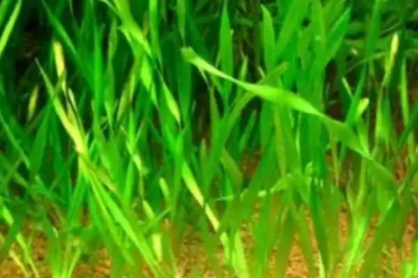 红蝴蝶水草养殖难度相关情况(红蝴蝶水草好不好养,栽培有一定难度)?插图5 红蝴蝶水草养殖难度相关情况(红蝴蝶水草好不好养,栽培有一定难度)?插图5