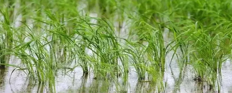 川康优723水稻品种该品种基部叶鞘绿色(川康优723水稻品种基部叶鞘绿色有何特点)?插图 川康优723水稻品种该品种基部叶鞘绿色(川康优723水稻品种基部叶鞘绿色有何特点)?插图