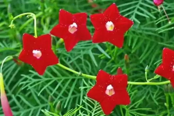 茑萝花语介绍(茑萝寓意相互帮助、忙忙碌碌等)?插图2 茑萝花语介绍(茑萝寓意相互帮助、忙忙碌碌等)?插图2