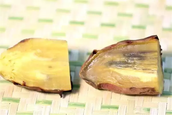 地瓜高产方法相关要点(地瓜高产方法，膨大期要追施复合肥、喷施叶面肥)？插图6