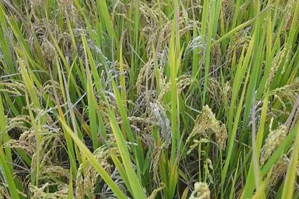 哈粳稻1号水稻种子播种期4月15-4月25日要点(哈粳稻1号水稻种子播种期要点)？插图1