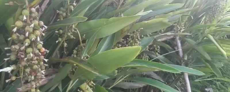 春季药材喷药防落果的方法(春季怎么通过喷药避免药材落果，喷施过磷酸钙、硫酸铵的浸出液可提高坐果率)？-会东网