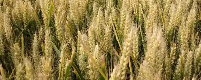 青研紫麦2号小麦种子基本苗情况(青研紫麦2号每亩基本苗15万)？-会东网