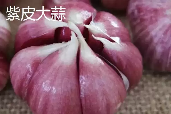 甘肃省民乐县的特产相关情况(甘肃省民乐县的特产,产出的苹果梨具有中国一代梨王的美誉)?插图1 甘肃省民乐县的特产相关情况(甘肃省民乐县的特产,产出的苹果梨具有中国一代梨王的美誉)?插图1