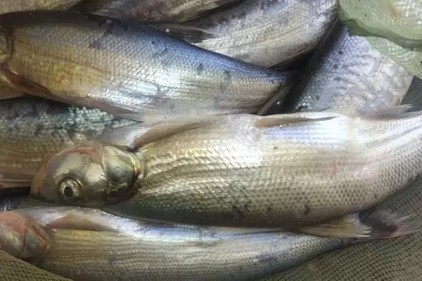 手竿钓白条鱼饵料选择(手竿钓白条鱼可选自然和商品饵料)？插图8