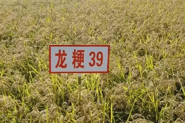 杂交水稻和普通水稻区别及分析(杂交水稻和普通水稻有啥区别及分析)？插图9