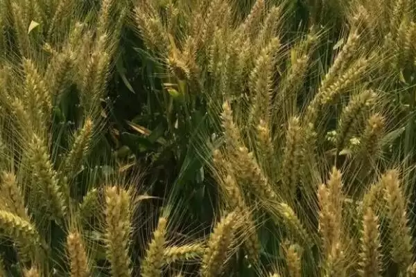 苏研麦208小麦种子抗病特性(苏研麦208中抗黄花叶病)?插图3 苏研麦208小麦种子抗病特性(苏研麦208中抗黄花叶病)?插图3