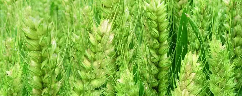 济儒麦25小麦种子特点、适宜播期(济儒麦25小麦种子特点,适宜播期10月上旬)?-会东网