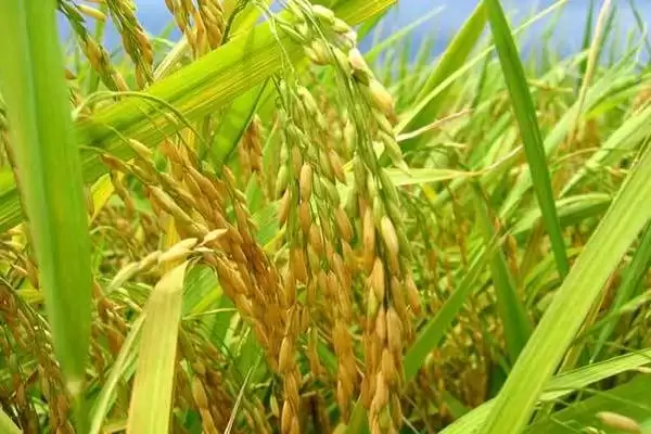 花优7991水稻种基部叶叶鞘绿色详情(花优7991水稻种基部叶叶鞘绿色详情)?插图2 花优7991水稻种基部叶叶鞘绿色详情(花优7991水稻种基部叶叶鞘绿色详情)?插图2