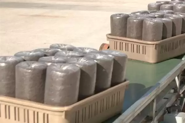 识别食用菌杂菌方法介绍(从颜色、气味等区分食用菌杂菌)?插图4 识别食用菌杂菌方法介绍(从颜色、气味等区分食用菌杂菌)?插图4