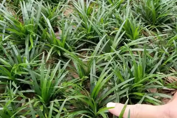 麦冬种子购买渠道介绍(麦冬种子选择正规销售商购买)？插图4