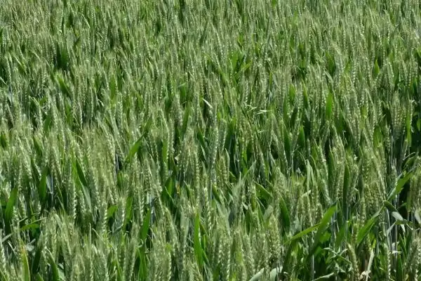 中麦155小麦品种特性与适宜播期(中麦155小麦品种特性及适宜播期)?插图2 中麦155小麦品种特性与适宜播期(中麦155小麦品种特性及适宜播期)?插图2