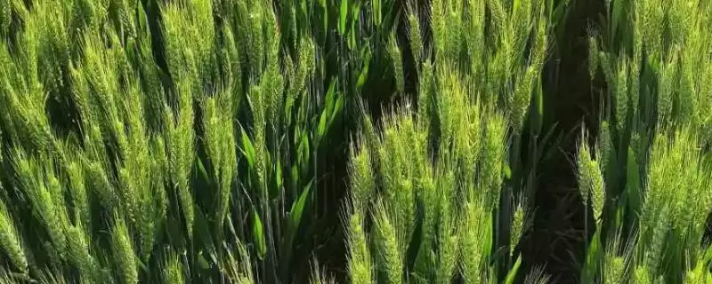 扬麦30品种介绍与全生育期时长(扬麦30品种介绍及全生育期)？-会东网