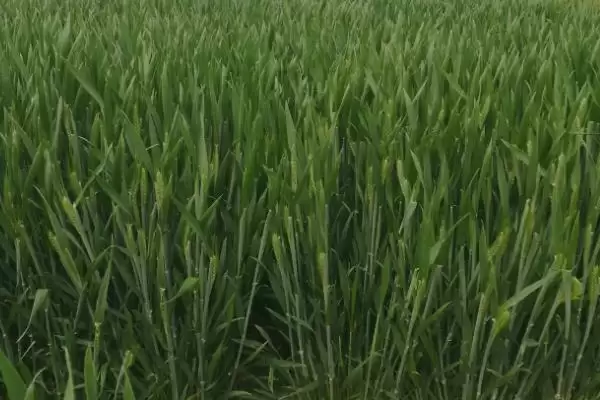 河农113小麦种子特点、所属类型(河农113小麦种子特点，该品种属冬性中熟品种)？插图2