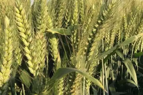 陇春29号小麦种子灌溉要点(陇春29号全生育期灌3-4次水)?插图1 陇春29号小麦种子灌溉要点(陇春29号全生育期灌3-4次水)?插图1