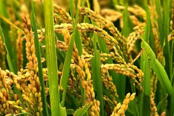 冈优158水稻种子属籼型三系杂交水稻(冈优158水稻种子属籼型三系杂交水稻有何特点)？插图1