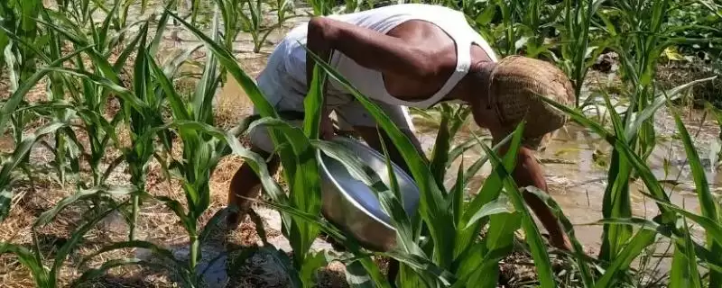 高温天气施肥方法相关要点(高温天气怎么施肥,施肥时间为下午、施肥后要浇水)?插图 高温天气施肥方法相关要点(高温天气怎么施肥,施肥时间为下午、施肥后要浇水)?插图