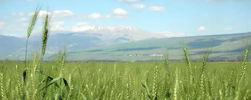 豫圣麦21小麦种子简介与适宜基本苗(豫圣麦21小麦种子简介及基本苗)?插图 豫圣麦21小麦种子简介与适宜基本苗(豫圣麦21小麦种子简介及基本苗)?插图