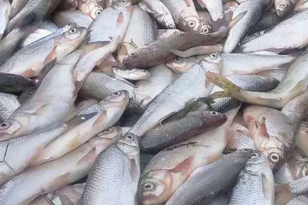 金袖鱼钩的常见程度相关情况(金袖鱼钩,是最常用的一种袖钩)?插图7 金袖鱼钩的常见程度相关情况(金袖鱼钩,是最常用的一种袖钩)?插图7