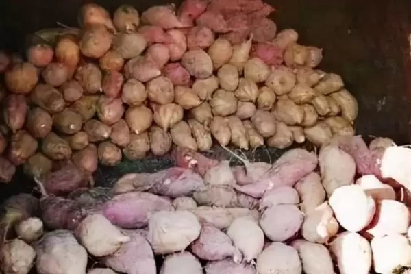 红薯窖储前保证湿度温度含氧量处理要点(红薯窖储前保证湿度温度含氧量要点)？插图3
