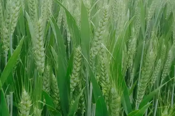 石优20号小麦种子防虫要点(石优20号及时防治白粉病和蚜虫)?插图1 石优20号小麦种子防虫要点(石优20号及时防治白粉病和蚜虫)?插图1