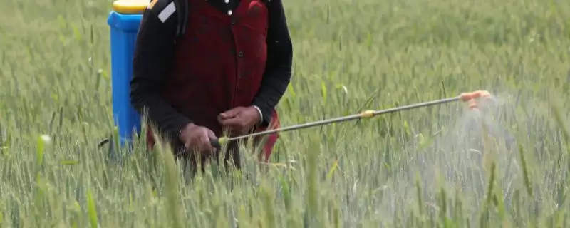催熟小麦的常用药物种类(催熟小麦的药物有哪些,常用的有乙烯利、多效唑和磷酸二氢钾等)?-会东网