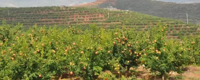 石榴种植方法及播种前种子处理要点(怎么种植石榴及播种前种子处理要点)?-会东网