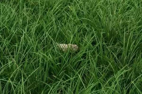 麦冬种子购买渠道介绍(麦冬种子选择正规销售商购买)？插图5