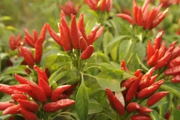 朝天椒种植密度及合理选择要点(朝天椒种植密度如何及合理选择要点)?插图3 朝天椒种植密度及合理选择要点(朝天椒种植密度如何及合理选择要点)?插图3