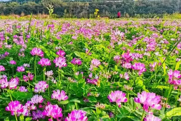 紫云英作用及维持氮循环饲喂家畜情况(紫云英的作用如何及相关情况)?插图2 紫云英作用及维持氮循环饲喂家畜情况(紫云英的作用如何及相关情况)?插图2