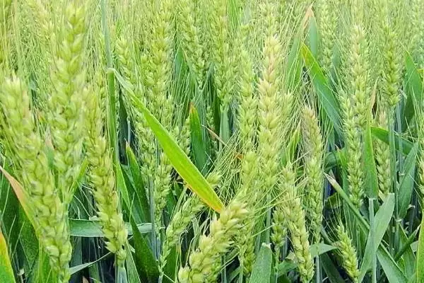 徐麦35特征特性与全生育期时长(徐麦35特征特性及生育期)？插图3