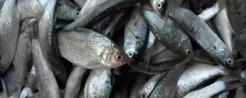 牛b鲫成分介绍(牛b鲫由维生素b2等制成)?-会东网