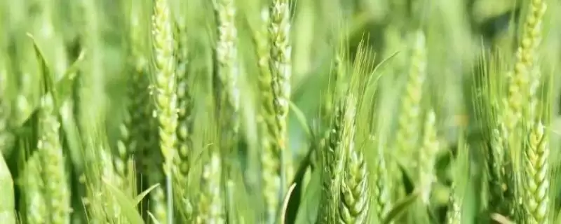 龙144861小麦品种筋性特性(龙144861为强筋品种)？-会东网