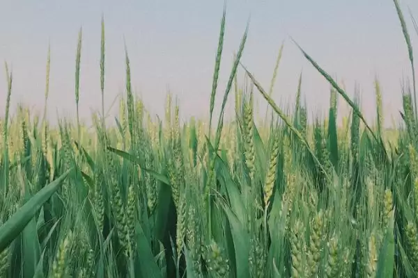 济麦262小麦种子情况、适宜播期(济麦262小麦种子简介,适宜播期10月5日~10日)?插图3 济麦262小麦种子情况、适宜播期(济麦262小麦种子简介,适宜播期10月5日~10日)?插图3