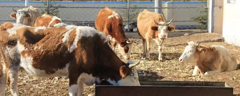 牛反刍吐草原因介绍(牛反刍吐草可能因消化紊乱等原因)？-会东网