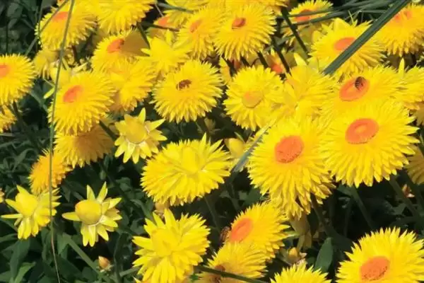 麦秆菊能否送人介绍(麦秆菊观赏价值高可赠送)?插图1 麦秆菊能否送人介绍(麦秆菊观赏价值高可赠送)?插图1