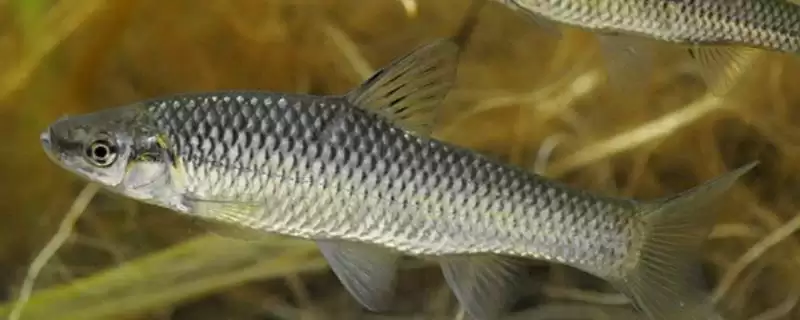 麦穗鱼简介(麦穗鱼是常见的小型淡水鱼)?-会东网