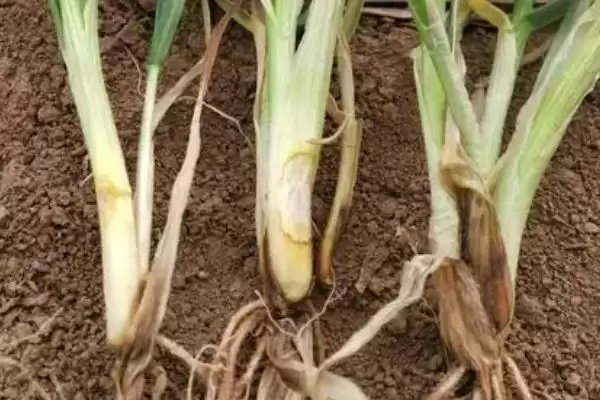 小麦苗期叶片发黄干枯原因及分析(小麦苗期叶片发黄干枯为啥及分析)?插图5 小麦苗期叶片发黄干枯原因及分析(小麦苗期叶片发黄干枯为啥及分析)?插图5