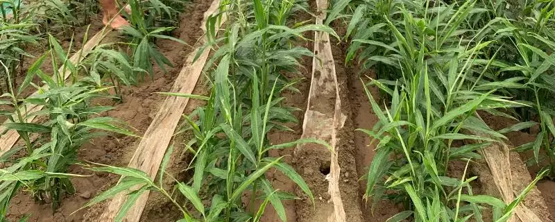 大姜可套种的植物有哪些(大姜能和什么植物套种，可套种大蒜、麦田等)？-会东网