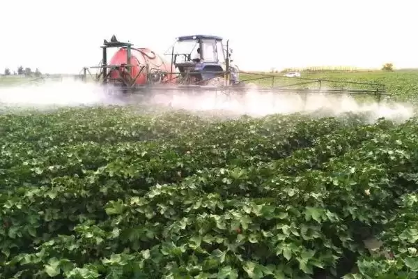 棉花苗期病害防治方法及包衣要点(怎么防治棉花苗期病害及包衣要点)?插图4 棉花苗期病害防治方法及包衣要点(怎么防治棉花苗期病害及包衣要点)?插图4