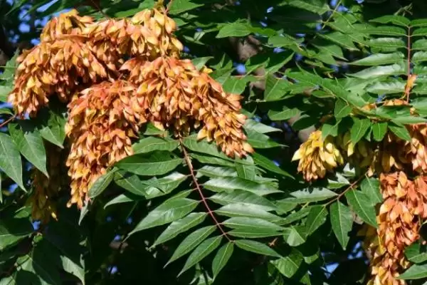 鹅不能吃的植物种类情况(鹅不能吃什么植物，不能吃臭椿叶、灰灰菜、楝树叶等)？插图1