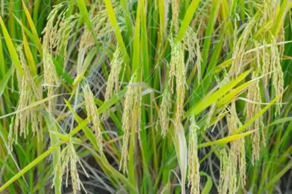 杂交水稻和普通水稻区别及分析(杂交水稻和普通水稻有啥区别及分析)？插图4