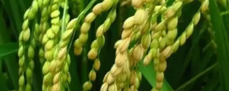 川康优九五水稻种子是籼型三系杂交水稻品种(川康优九五水稻种子籼型三系杂交有何特性)？-会东网