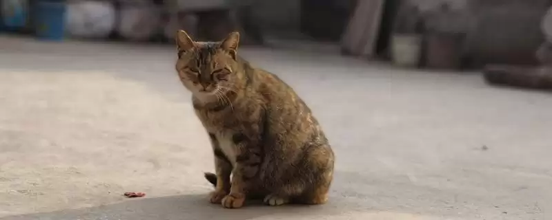 猫应激反应介绍(猫应激反应指对外界刺激的异常生理心理反应)?-会东网